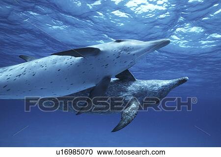 Stock Image - Atlantic Spotted Dolphin, Stenella frontalis, underwater on the Little Bahama Banks, GBI, Bahamas. Fotosearch