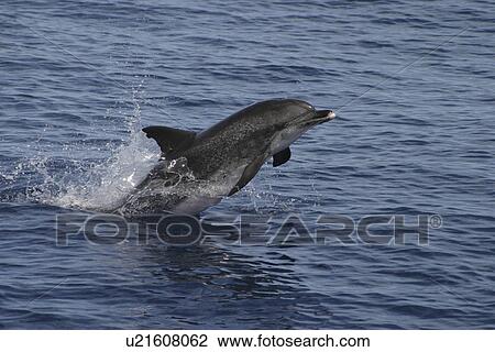 Atlantic Spotted Dolphin, (Stenella frontalis). Azores View Large Photo Image Stock Image - Atlantic Spotted Dolphin, (Stenella frontalis). Azores. Fotosearch