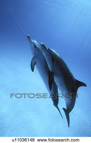 Atlantic Spotted Dolphin (Stenella frontalis) pair underwater. Little Bahama Banks, Grand Bahama Island, Bahamas. (rr) View Large Photo Image Stock Photo - Atlantic Spotted Dolphin (Stenella frontalis) pair underwater. Little Bahama Banks, Grand Bahama Island, Bahamas. (rr). Fotosearch