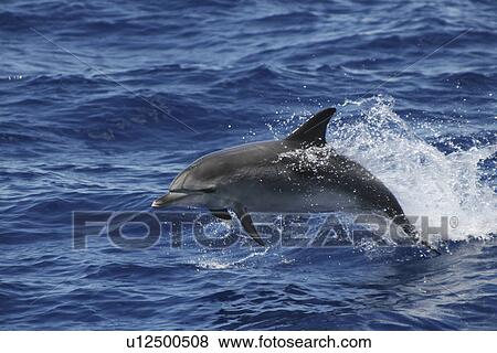 Atlantic Spotted Dolphin, Stenella frontalis, leaping in the Azores View Large Photo Image Stock Photo - Atlantic Spotted Dolphin, Stenella frontalis, leaping in the Azores. Fotosearch