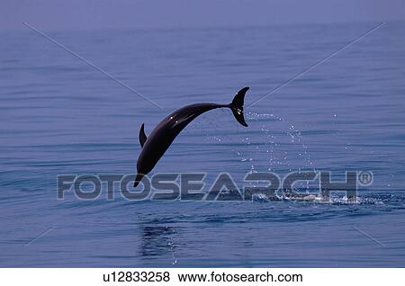 Atlantic spotted dolphin (Stenella frontalis) jumping. Bimini, Bahamas. View Large Photo Image Stock Photo - Atlantic spotted dolphin (Stenella frontalis) jumping. Bimini, Bahamas.. Fotosearch