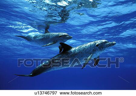 Atlantic Spotted Dolphin (Stenella frontalis) pair underwater. Little Bahama Banks, Grand Bahama Island, Bahamas. (rr) View Large Photo Image Stock Photo - Atlantic Spotted Dolphin (Stenella frontalis) pair underwater. Little Bahama Banks, Grand Bahama Island, Bahamas. (rr). Fotosearch