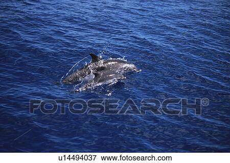 Stock Photo - Atlantic Spotted Dolphin (Stenella frontalis) mother and calf Azores. Fotosearch