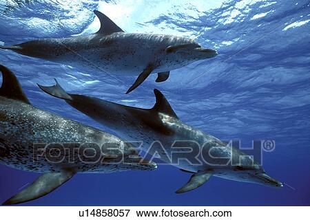 Stock Photo - Atlantic Spotted Dolphin (Stenella frontalis) pod underwater. Little Bahama Banks, Grand Bahama Island, Bahamas.. Fotosearch