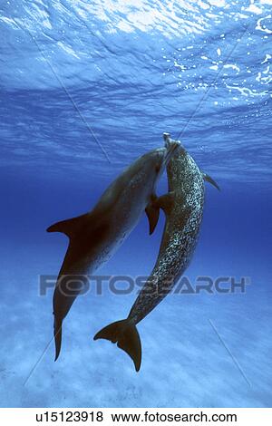 Atlantic Spotted Dolphin (Stenella frontalis) underwater. Little Bahama Banks, Grand Bahama Island, Bahamas. (rr) View Large Photo Image Stock Photo - Atlantic Spotted Dolphin (Stenella frontalis) underwater. Little Bahama Banks, Grand Bahama Island, Bahamas. (rr). Fotosearch