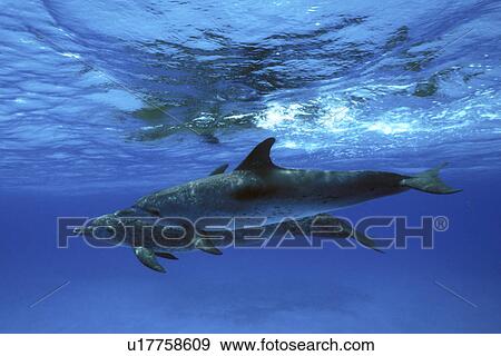 Stock Photo - Atlantic Spotted Dolphin (Stenella frontalis) pair underwater. Little Bahama Banks, Grand Bahama Island, Bahamas. (rr). Fotosearch