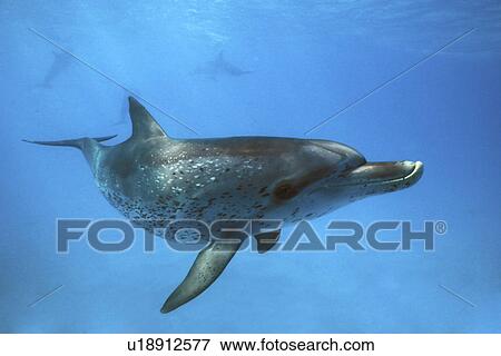 Atlantic Spotted Dolphin (Stenella frontalis) Juvenile underwater on the Little Bahama Banks, Grand Bahama Island, Bahamas. Atlantic Ocean. (rr) View Large Photo Image Stock Photo - Atlantic Spotted Dolphin (Stenella frontalis) Juvenile underwater on the Little Bahama Banks, Grand Bahama Island, Bahamas. Atlantic Ocean. (rr). Fotosearch