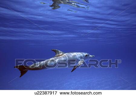 Stock Photo - Atlantic Spotted Dolphin (Stenella frontalis) calf. Little Bahama Banks, Grand Bahama Island, Bahamas. (rr). Fotosearch