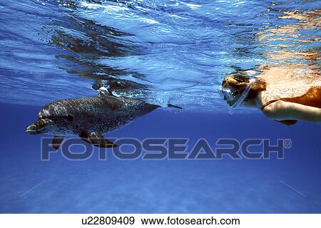 Stock Photo - Atlantic Spotted Dolphin (Stenella frontalis) with snorkeler on Little Bahama Banks, Grand Bahama Island, Bahamas. (rr). Fotosearch