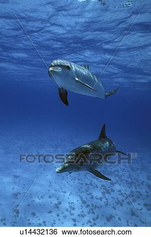 Atlantic Spotted Dolphin (Stenella frontalis) pair underwater. Little Bahama Banks, Grand Bahama Island, Bahamas. (rr) View Large Photo Image Stock Photograph - Atlantic Spotted Dolphin (Stenella frontalis) pair underwater. Little Bahama Banks, Grand Bahama Island, Bahamas. (rr). Fotosearch