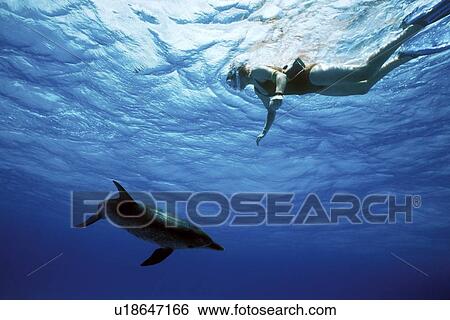 Stock Photograph - Atlantic Spotted Dolphin (Stenella frontalis) underwater with snorkeler on Little Bahama Banks, Grand Bahama Island, Bahamas.. Fotosearch