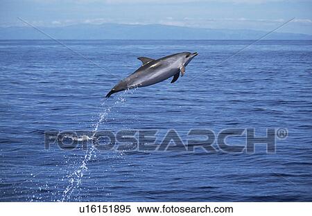 Stock Photography - Atlantic Spotted Dolphin (Stenella frontalis) high leap Azores. Fotosearch