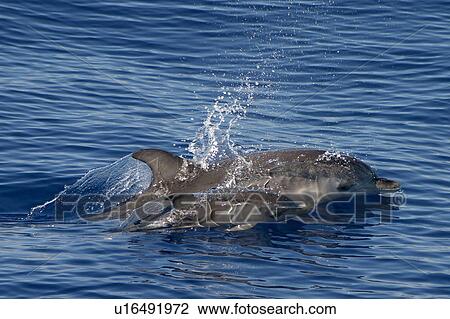 Atlantic spotted dolphin surfacing with baby (Stenella frontalis) Azores, Atlantic Ocean View Large Photo Image Stock Image - Atlantic spotted dolphin surfacing with baby (Stenella frontalis) Azores, Atlantic Ocean. Fotosearch