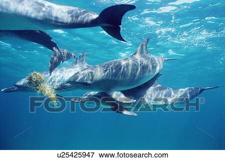 Stock Photo - Atlantic spotted dolphins playing with sea grass. Little Bahama Banks, GB.. Fotosearch