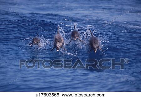 Stock Photography - Atlantic spotted dolphins (Stenalla frontalis) surfing - two mothers with their young. Spots only appear after one year of age. Bimini, Bahamas.. Fotosearch