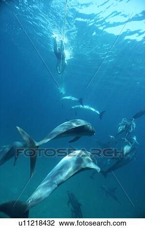 Stock Image - Atlantic spotted dolphins (Stenella frontalis) and snorkellers towing on a rope behind boat. Bimini, Bahamas.. Fotosearch