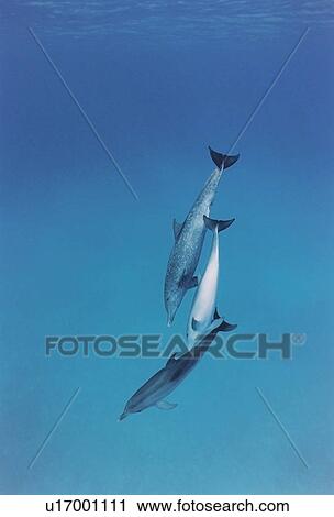 Atlantic Spotted Dolphins (Stenella frontalis). Great Bahama Bank, Bahamas View Large Photo Image Stock Image - Atlantic Spotted Dolphins (Stenella frontalis). Great Bahama Bank, Bahamas. Fotosearch