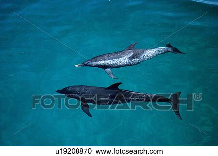 Atlantic spotted dolphins (Stenella frontalis). Very old animal. Bimini, Bahamas. View Large Photo Image Stock Image - Atlantic spotted dolphins (Stenella frontalis). Very old animal. Bimini, Bahamas.. Fotosearch