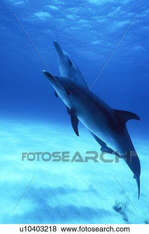 Atlantic Spotted Dolphins (Stenella frontalis) underwater. Little Bahama Banks, Grand Bahama Island, Bahamas. (rr) View Large Photo Image Stock Photo - Atlantic Spotted Dolphins (Stenella frontalis) underwater. Little Bahama Banks, Grand Bahama Island, Bahamas. (rr). Fotosearch