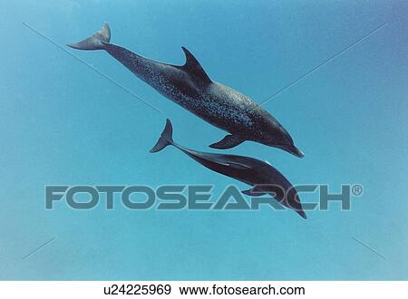 Atlantic Spotted Dolphins (Stenella frontalis). Great Bahama Bank, Bahamas View Large Photo Image Stock Photo - Atlantic Spotted Dolphins (Stenella frontalis). Great Bahama Bank, Bahamas. Fotosearch