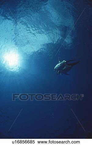 Stock Photography - Atlantic spotted dolphins (Stenella frontalis). Bimini, Bahamas.. Fotosearch