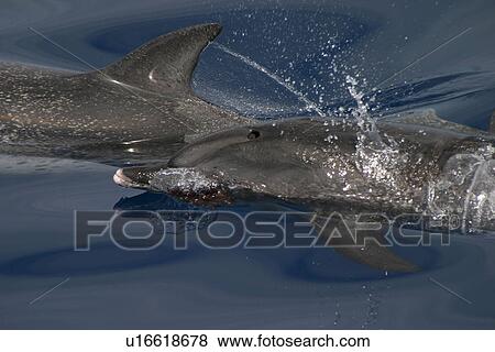 Stock Photo - Atlantic spotted dolphins surfacing (Stenella frontalis) one at play with seaweed frond in mouth Azores, Atlantic Ocean. Fotosearch