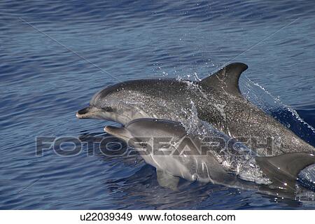 Stock Photo - Atlantic spotted dolphins surfacing (Stenella frontalis) Azores, Atlantic Ocean. Fotosearch