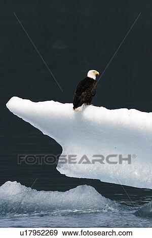 Stock Photo - Bald Eagle (Haliaeetus leucocephalus) Adult perched on calved ice from Sawyer Glacier in Southeast Alaska, USA.. Fotosearch
