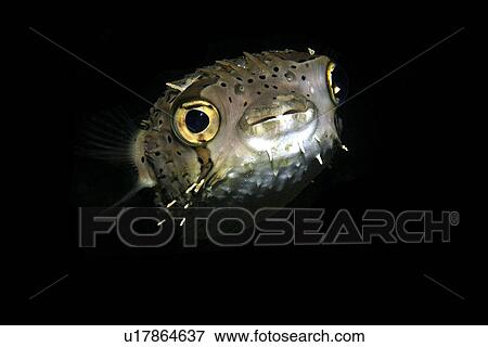 Stock Photo - Balloonfish (Diodon holocanthus) at night, Dumaguete, s Island, Philippines. Fotosearch