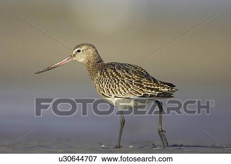 Stock Photo - Bar-Tailed Godwit (Limosa lapponica) walking while foraging for food on beach, back foot up. Gott Bay, Argyll, Scotland, UK. Fotosearch