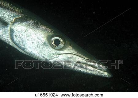 Picture - Barracuda (Sphyraenidae). Borneo, Malaysia. Fotosearch