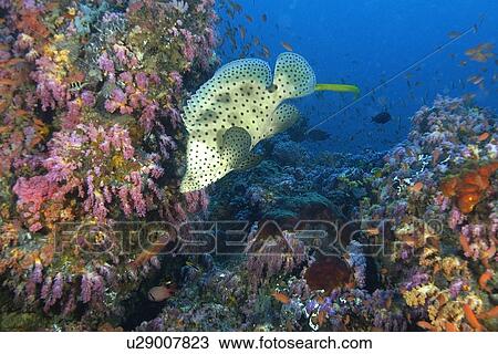 Barramundi cod, Cromileptes altivelis, Canyons, Puerto Galera, Philippines View Large Photo Image Stock Image - Barramundi cod, Cromileptes altivelis, Canyons, Puerto Galera, Philippines. Fotosearch