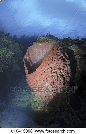 Barrel sponge (Xestospongia muta), large barrel sponge in spur and groove reef, Little Cayman Island, Cayman Islands, Caribbean View Large Photo Image Stock Photo - Barrel sponge (Xestospongia muta), large barrel sponge in spur and groove reef, Little Cayman Island, Cayman Islands, Caribbean. Fotosearch