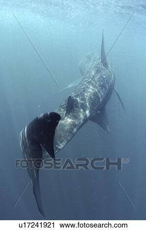 Stock Image - Basking Shark (Cetorhinus maximus) Close up of tail. Cornwall, UK (rr). Fotosearch