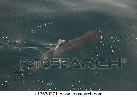 Basking shark feeding at surface in tide line with mouth open (Cetorhinus maximus) Hebrides, Scotland View Large Photo Image Stock Image - Basking shark feeding at surface in tide line with mouth open (Cetorhinus maximus) Hebrides, Scotland. Fotosearch