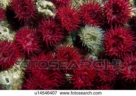Stock Photo - Beadlet Anemones (Actinia equina), Gouliot Caves, Sark, Channel Islands, UK. Fotosearch