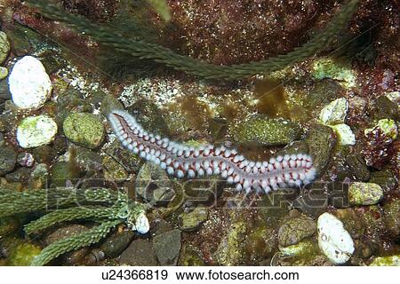 Stock Photo - Bearded fireworm, Hermodice carunculata, St. Peter and St. Paul's rocks, Brazil, Atlantic Ocean . Fotosearch