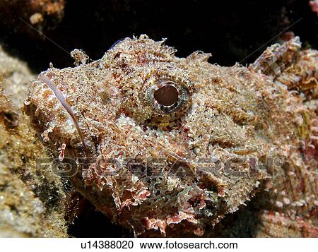 Bearded scorpion fish (Scorpaenopsis barbata). Jackson Reef, Sharm El Sheikh, South Sinai, Red Sea, Egypt View Large Photo Image Stock Image - Bearded scorpion fish (Scorpaenopsis barbata). Jackson Reef, Sharm El Sheikh, South Sinai, Red Sea, Egypt. Fotosearch