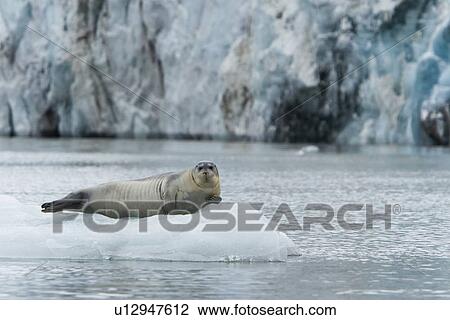 Bearded seal (Erignathus barbatus) hauled out and resting on the ice near Storpollen Glacier in the Svalbard Archipelago, Barents Sea, Norway. View Large Photo Image Stock Image - Bearded seal (Erignathus barbatus) hauled out and resting on the ice near Storpollen Glacier in the Svalbard Archipelago, Barents Sea, Norway.. Fotosearch