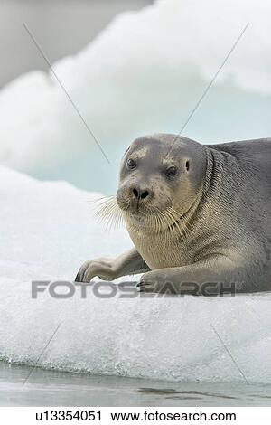 Bearded seal (Erignathus barbatus) hauled out and resting on the ice near Storpollen Glacier in the Svalbard Archipelago, Barents Sea, Norway. View Large Photo Image Stock Image - Bearded seal (Erignathus barbatus) hauled out and resting on the ice near Storpollen Glacier in the Svalbard Archipelago, Barents Sea, Norway.. Fotosearch