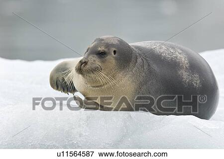 Stock Photo - Bearded seal (Erignathus barbatus) hauled out and resting on the ice near Storpollen Glacier in the Svalbard Archipelago, Barents Sea, Norway.. Fotosearch