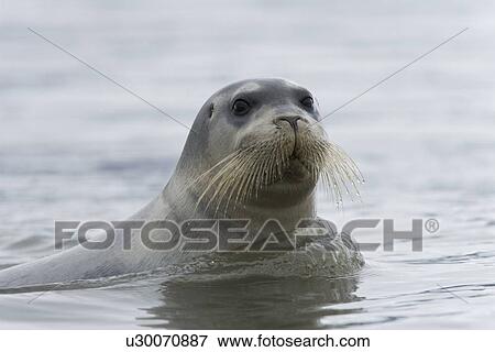 Stock Photo - Bearded seal (Erignathus barbatus) swimming amongst the ice near Storpollen Glacier in the Svalbard Archipelago, Barents Sea, Norway.. Fotosearch