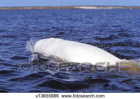 Stock Photograph - Beluga (Delphinapterus leucas) surfacing. Churchill River, Churchiull Manitoba, Canada. (rr). Fotosearch