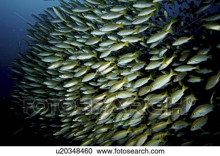 Bengal Snapper (Lutjanus bengalensis) Shoal. Seychelles View Large Photo Image Stock Image - Bengal Snapper (Lutjanus bengalensis) Shoal. Seychelles. Fotosearch