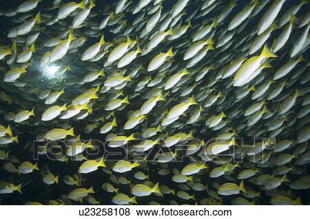 Bengal Snapper (Lutjanus bengalensis). Shoal. Seychelles View Large Photo Image Stock Photo - Bengal Snapper (Lutjanus bengalensis). Shoal. Seychelles. Fotosearch