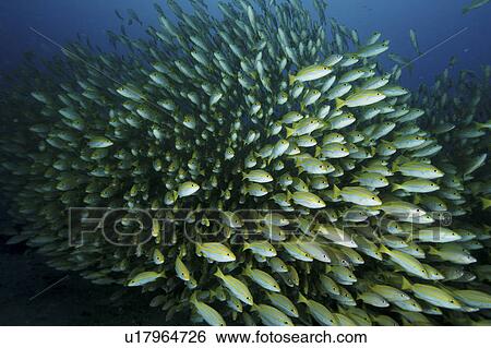 Bengal Snapper (Lutjanus bengalensis) Shoal. Seychelles View Large Photo Image Stock Photograph - Bengal Snapper (Lutjanus bengalensis) Shoal. Seychelles. Fotosearch
