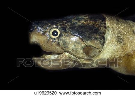 Big headed amazon river turtle, Podocnemis dumeriliana, preserved species, Manaus, Amazonas, Brazil View Large Photo Image Stock Image - Big headed amazon river turtle, Podocnemis dumeriliana, preserved species, Manaus, Amazonas, Brazil. Fotosearch