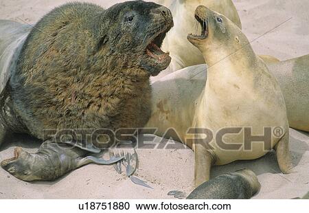 Big male Hooker's Sea Lion (Phocarctos Hookeri) checking out its next mate. Sandy Bay, Auckland Island, Subantarctic New Zealand. View Large Photo Image Stock Image - Big male Hooker's Sea Lion (Phocarctos Hookeri) checking out its next mate. Sandy Bay, Auckland Island, Subantarctic New Zealand.. Fotosearch