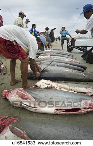 Stock Image - Bigeye thresher, Alopias superciliosus. Finning, Manta, Ecuador. . Fotosearch