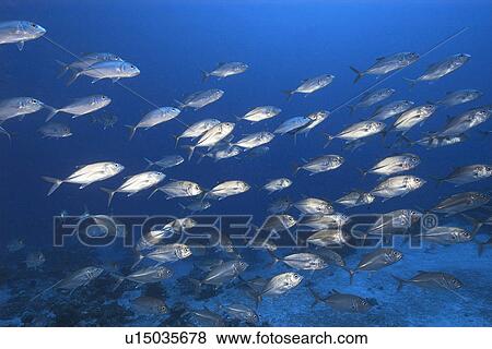 Stock Photo - Bigeye Trevallies- - Jacks (Caranx sexfasciatus) schooling, Ailuk atoll, Marshall Islands, Pacific. Fotosearch